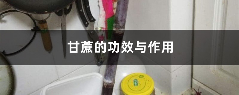 甘蔗的功效与作用 甘蔗的功效与作用