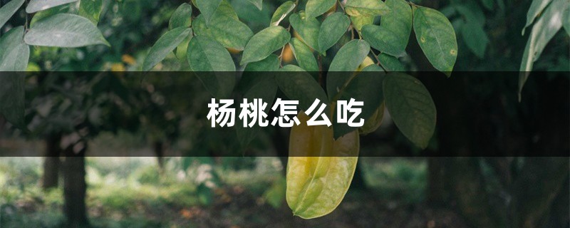 杨桃怎么吃 杨桃怎么吃