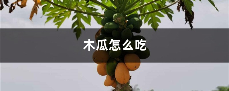木瓜怎么吃 木瓜怎么吃