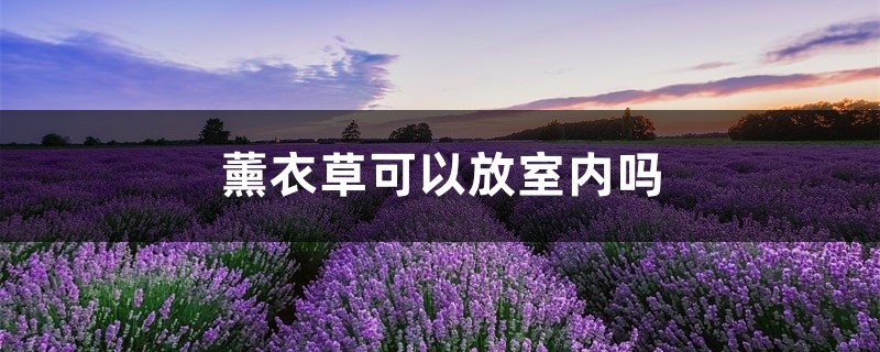 薰衣草可以放室内吗 薰衣草可以放室内吗