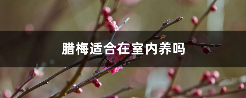 腊梅适合在室内养吗 腊梅适合在室内养吗