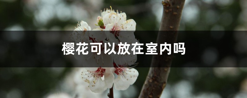 樱花可以放在室内吗 樱花可以放在室内吗