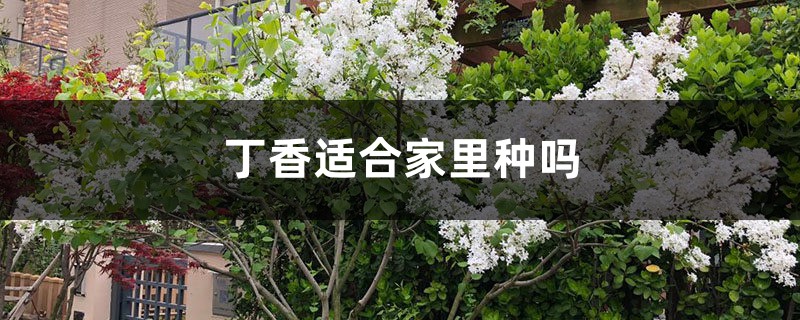 丁香适合家里种吗 丁香适合家里种吗