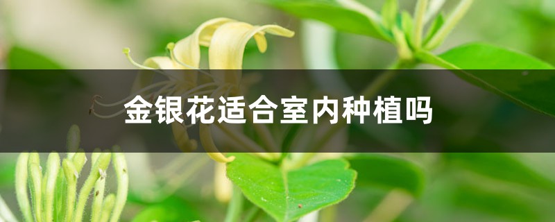 金银花适合室内种植吗 金银花适合室内种植吗