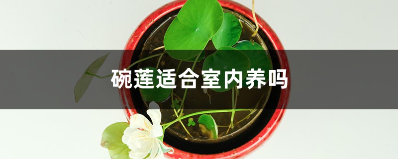 碗莲适合室内养吗 碗莲适合室内养吗