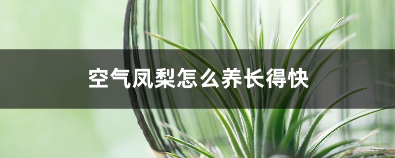空气凤梨怎么养长得快 空气凤梨怎么养长得快