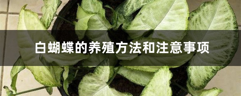白蝴蝶的养殖方法和注意事项 白蝴蝶的养殖方法和注意事项