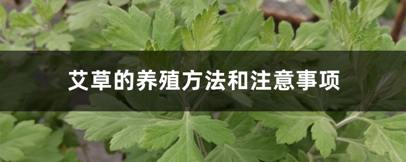 艾草的养殖方法和注意事项 艾草的养殖方法和注意事项