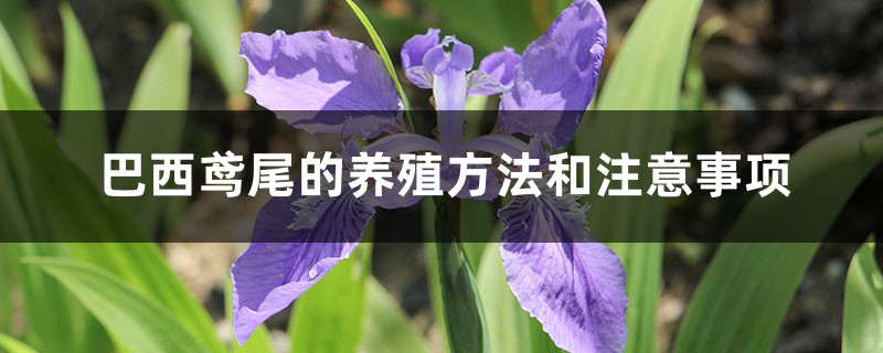 巴西鸢尾的养殖方法和注意事项 巴西鸢尾的养殖方法和注意事项