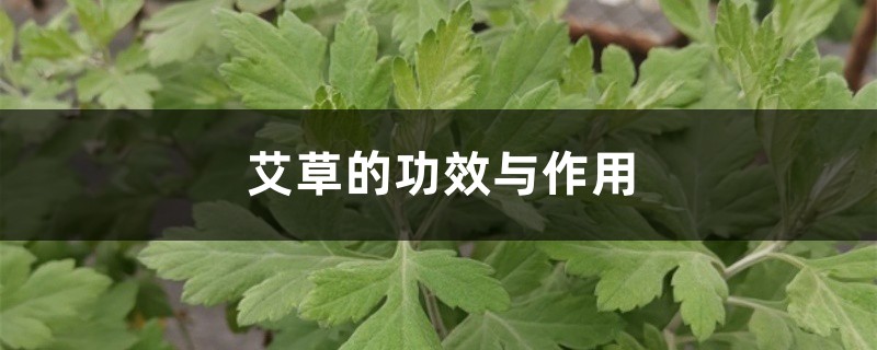 艾草的功效与作用 艾草的功效与作用