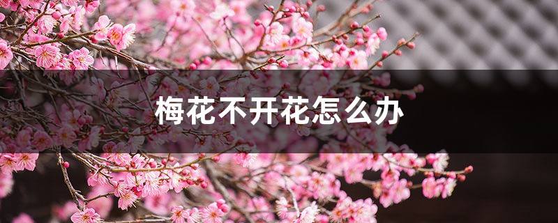 梅花不开花怎么办 梅花不开花怎么办