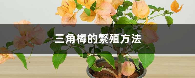 三角梅的繁殖方法 三角梅的繁殖方法