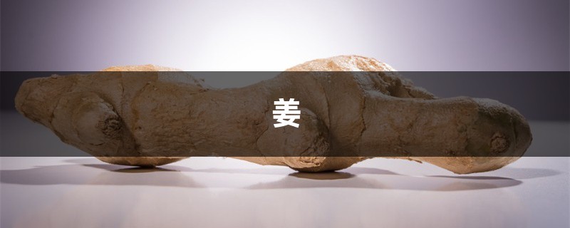 夏天吃块姜,赛过喝补药!丢盆里就能长,一小块能收10斤! 夏天吃块姜,赛过喝补药!丢盆里就能长,一小块能收10斤!