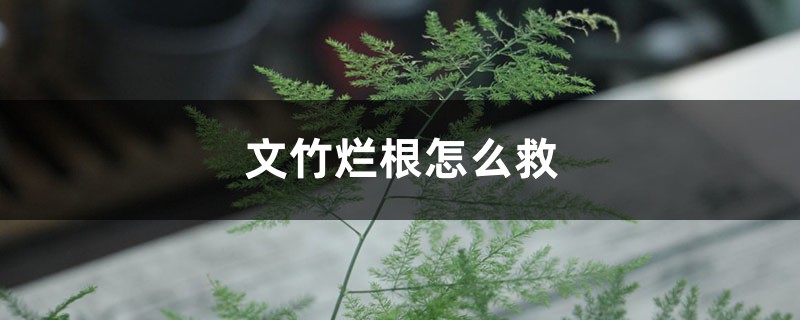 文竹烂根怎么救 文竹烂根怎么救