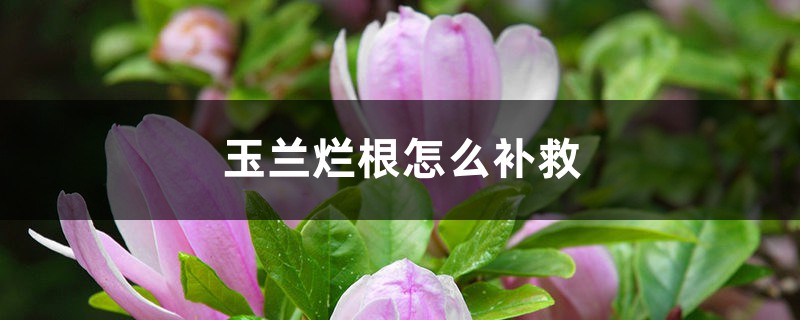 玉兰烂根怎么补救 玉兰烂根怎么补救