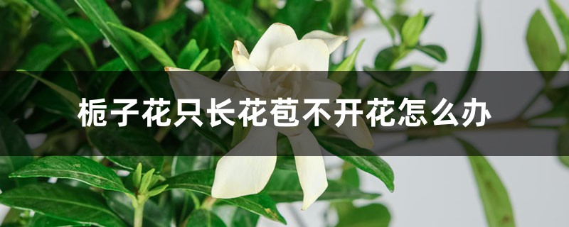 栀子花只长花苞不开花怎么办 栀子花只长花苞不开花怎么办