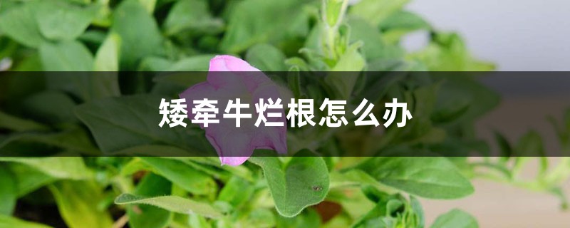 矮牵牛烂根怎么办 矮牵牛烂根怎么办