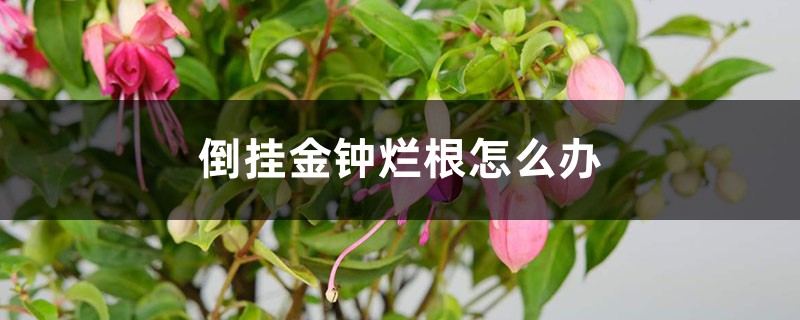 倒挂金钟烂根怎么办 倒挂金钟烂根怎么办