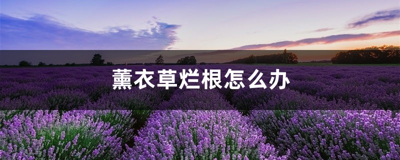 薰衣草烂根怎么办 薰衣草烂根怎么办