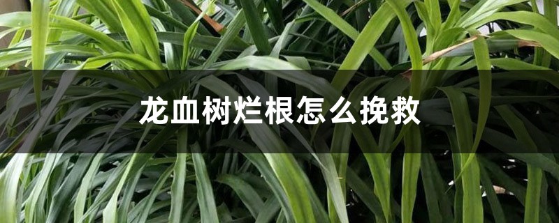 龙血树烂根怎么挽救 龙血树烂根怎么挽救