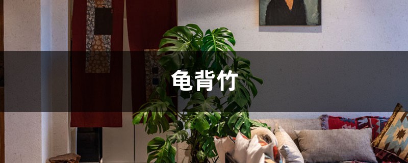 不开背还叫龟背竹?学1招,叶片开裂三指宽,黑亮猛蹿两米高! 不开背还叫龟背竹?学1招,叶片开裂三指宽,黑亮猛蹿两米高!