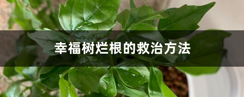 幸福树烂根的救治方法 幸福树烂根的救治方法