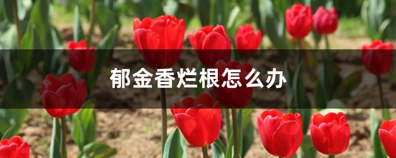 郁金香烂根怎么办 郁金香烂根怎么办