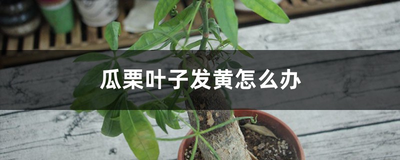 瓜栗叶子发黄怎么办 瓜栗叶子发黄怎么办