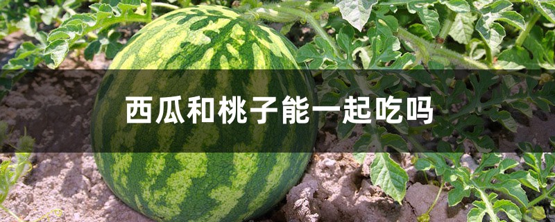 西瓜和桃子能一起吃吗 西瓜和桃子能一起吃吗