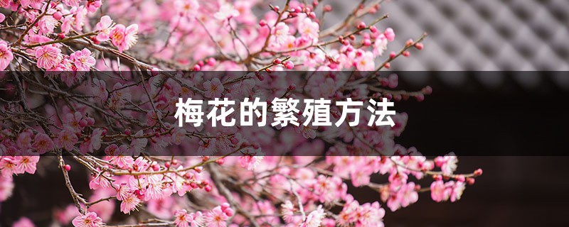 梅花的繁殖方法 梅花的繁殖方法