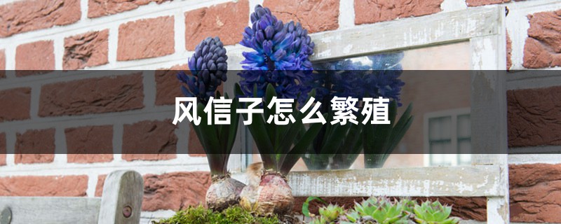 风信子怎么繁殖 风信子怎么繁殖
