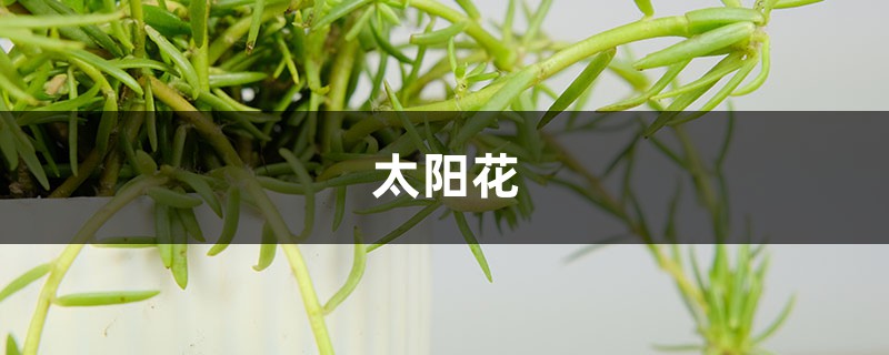 他把太阳花养成了老桩,邻居看了羡慕得眼红! 他把太阳花养成了老桩,邻居看了羡慕得眼红!
