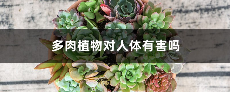 多肉植物对人体有害吗 多肉植物对人体有害吗