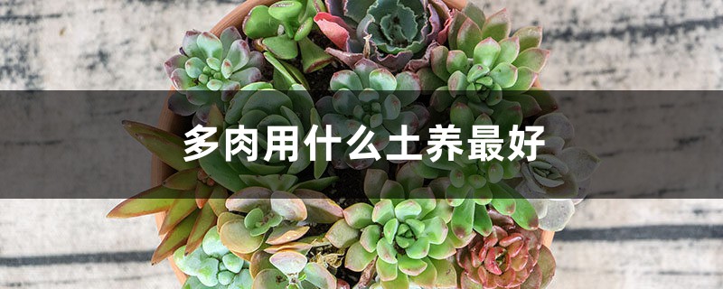 多肉用什么土养最好 多肉用什么土养最好