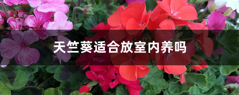天竺葵适合放室内养吗 天竺葵适合放室内养吗