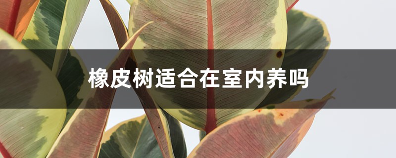 橡皮树适合在室内养吗 橡皮树适合在室内养吗