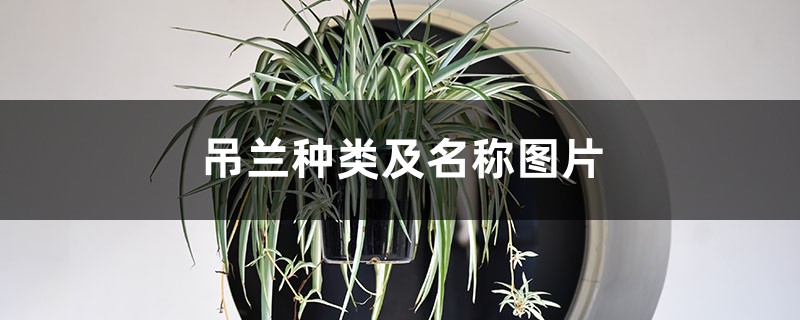 吊兰种类及名称图片 吊兰种类及名称图片