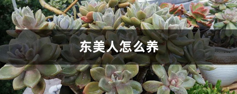 东美人怎么养 东美人怎么养
