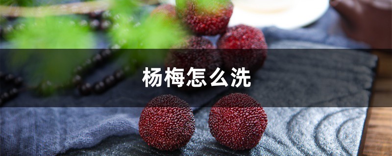 杨梅怎么洗 杨梅怎么洗