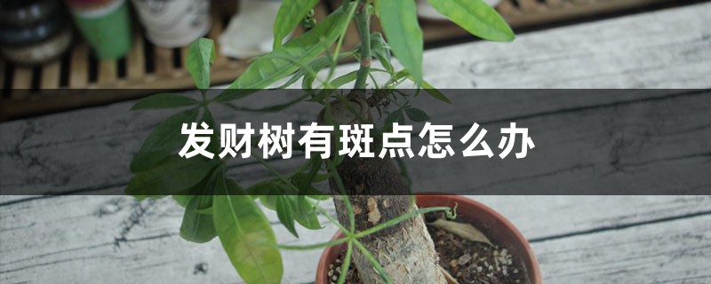 发财树有斑点怎么办 发财树有斑点怎么办