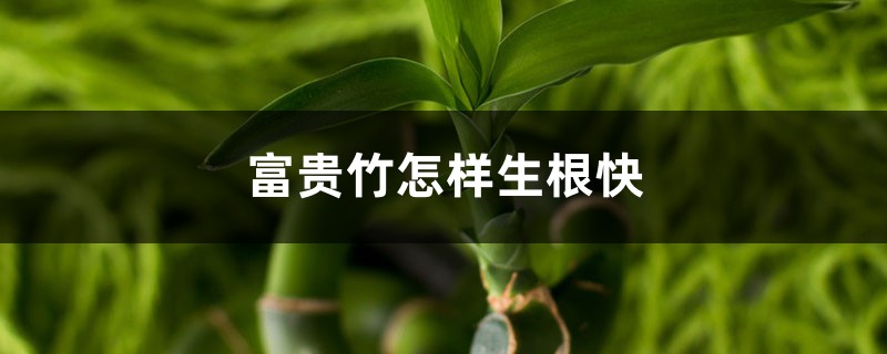 富贵竹怎样生根快 富贵竹怎样生根快