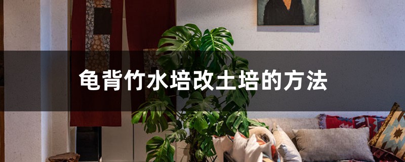 龟背竹水培改土培的方法 龟背竹水培改土培的方法