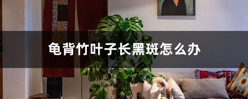 龟背竹叶子长黑斑怎么办 龟背竹叶子长黑斑怎么办