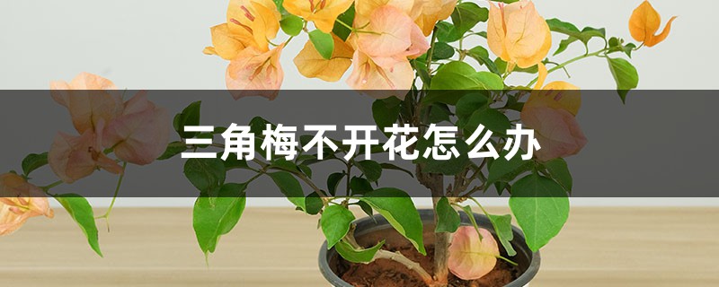三角梅不开花怎么办 三角梅不开花怎么办