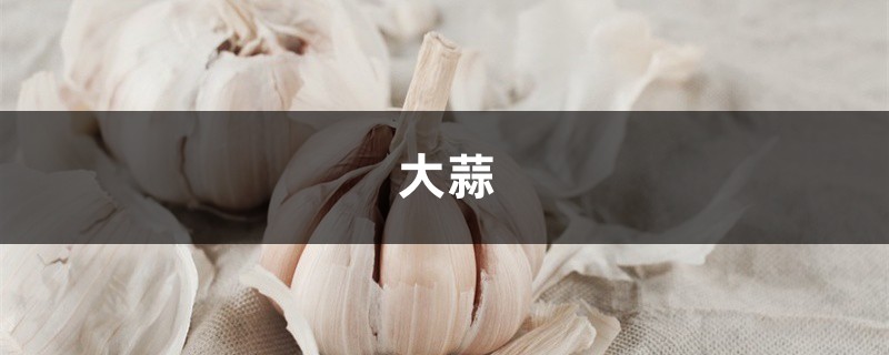 几粒大蒜埋土里,虫子蚂蚁全部死光光,1个不留! 几粒大蒜埋土里,虫子蚂蚁全部死光光,1个不留!