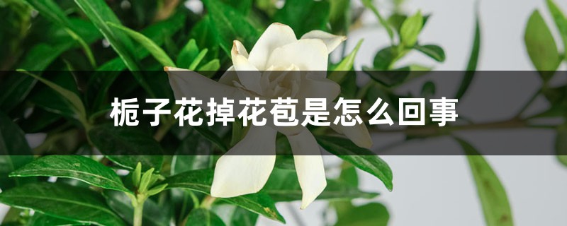 栀子花掉花苞是怎么回事 栀子花掉花苞是怎么回事