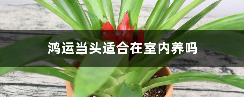 鸿运当头适合在室内养吗 鸿运当头适合在室内养吗