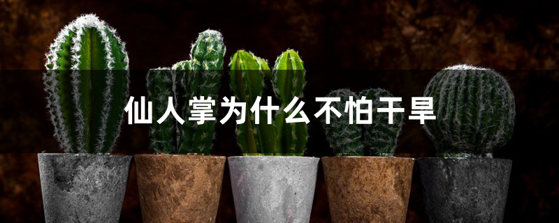 仙人掌为什么不怕干旱 仙人掌为什么不怕干旱