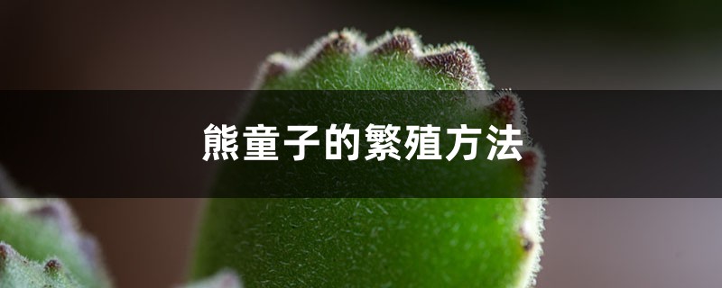 熊童子的繁殖方法 熊童子的繁殖方法
