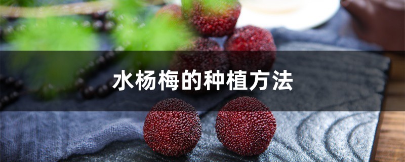 水杨梅的种植方法 水杨梅的种植方法